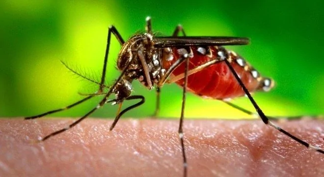 Foto do mosquito da dengue