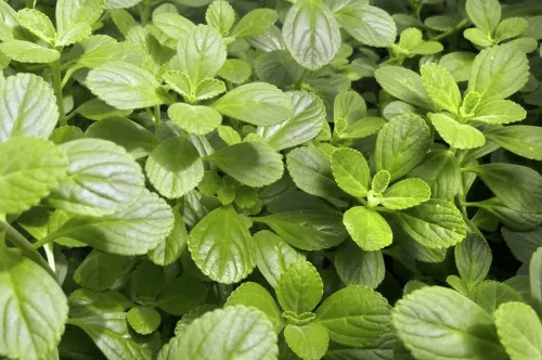 Folhas de chá de boldo