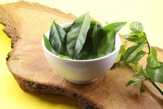 vasilha com planta