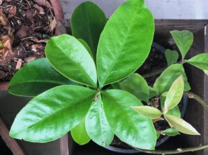 Muda de ora-pro-nobis