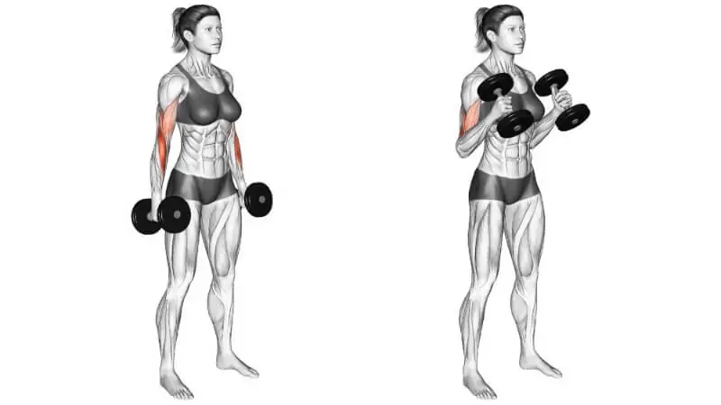 exercício de treino para antebraço rosca martelo