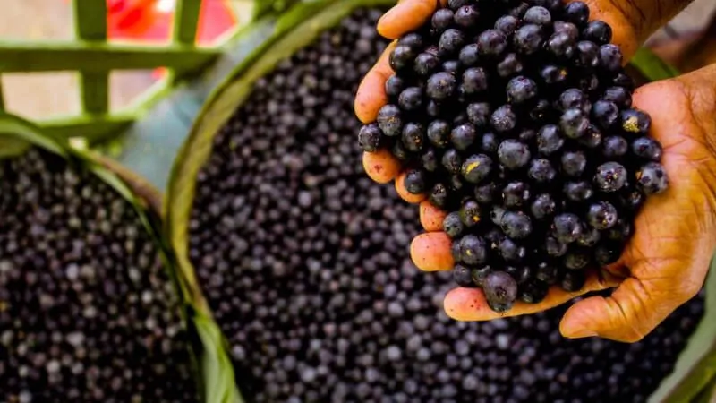 Imagem de uma pessoa segurando a fruta