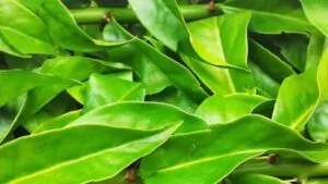 imagem da folha de ora-pro-nóbis