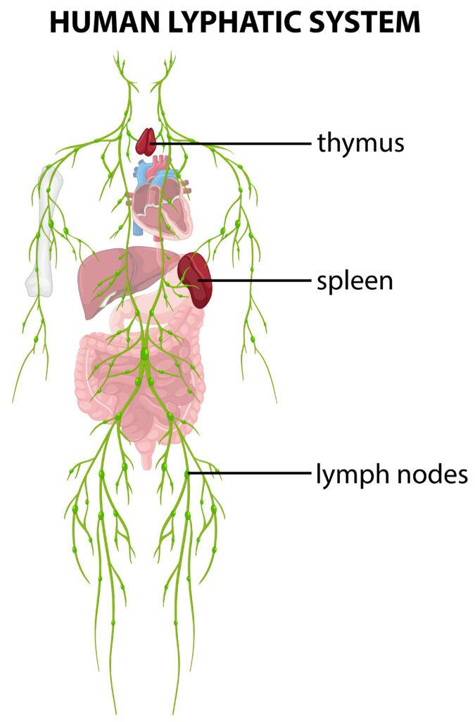Sistema linfático humano ilustrado