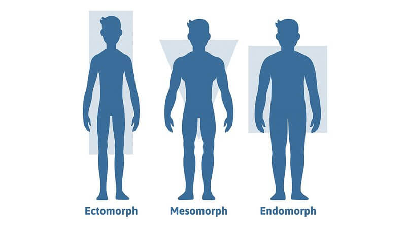 imagem com os 3 biotipos corporais, ectomorfo, mesomorfo e endomorfo