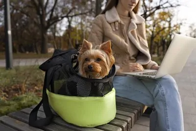Cãozinho sendo transportado pra passeio