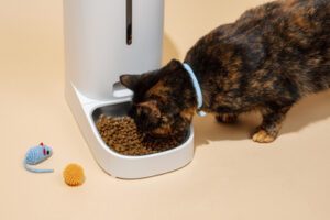 Gato utilizando um smart feeder pra se alimentar