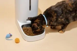 Gato utilizando um smart feeder pra se alimentar