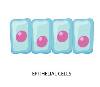 Células epiteliais