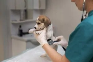Cachorro usando plano de saúde pet