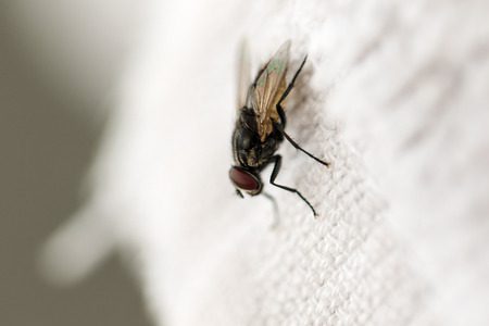 Uma mosca
