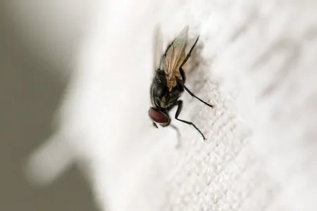 Uma mosca