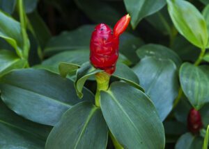 Fruto de cana de brejo